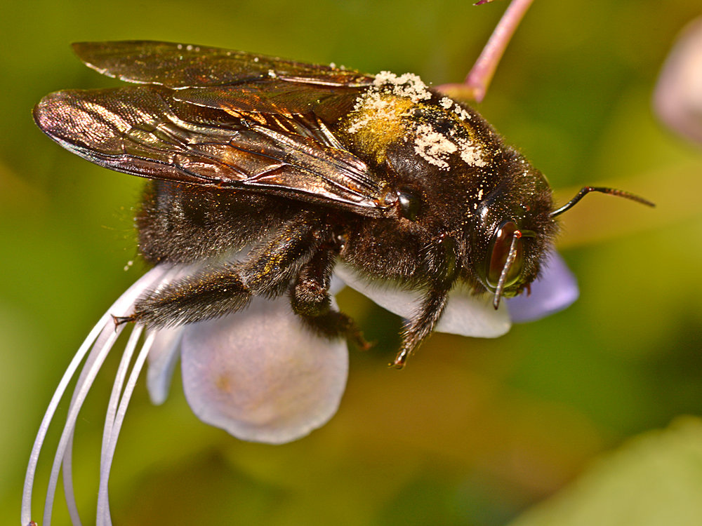 BumbleBee3.jpg