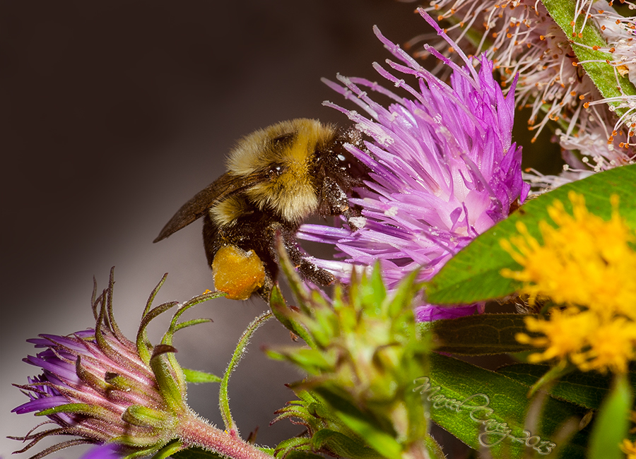 Bumblebee3.jpg