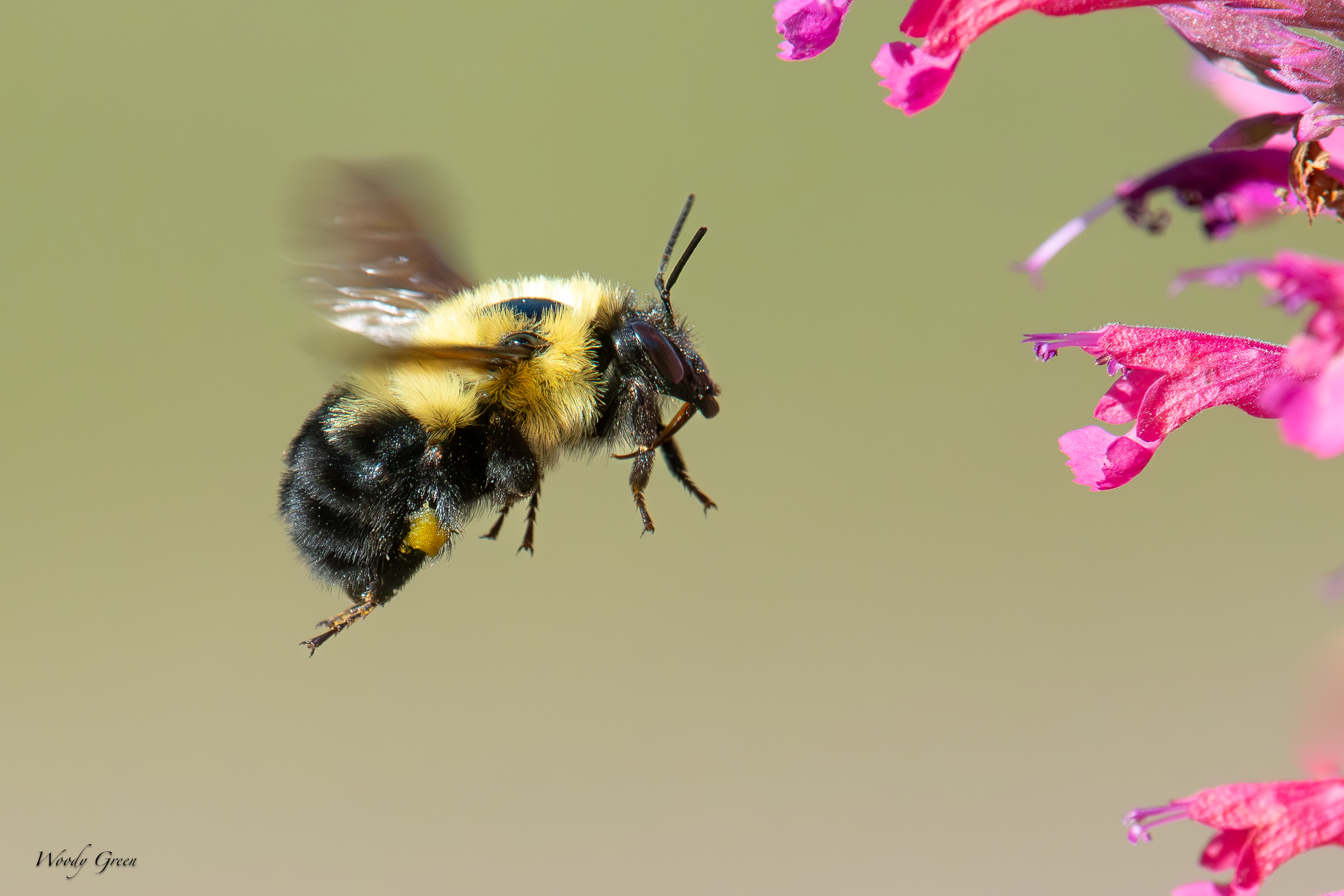 BumblebeeFlight-90.jpg