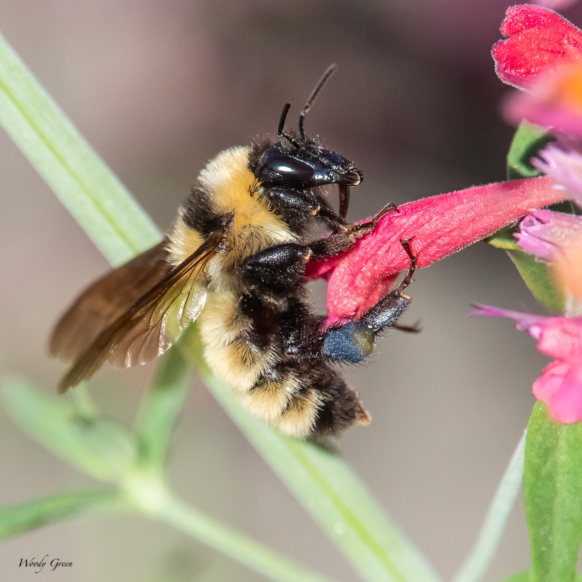 BumblebeeFlower-79.jpg
