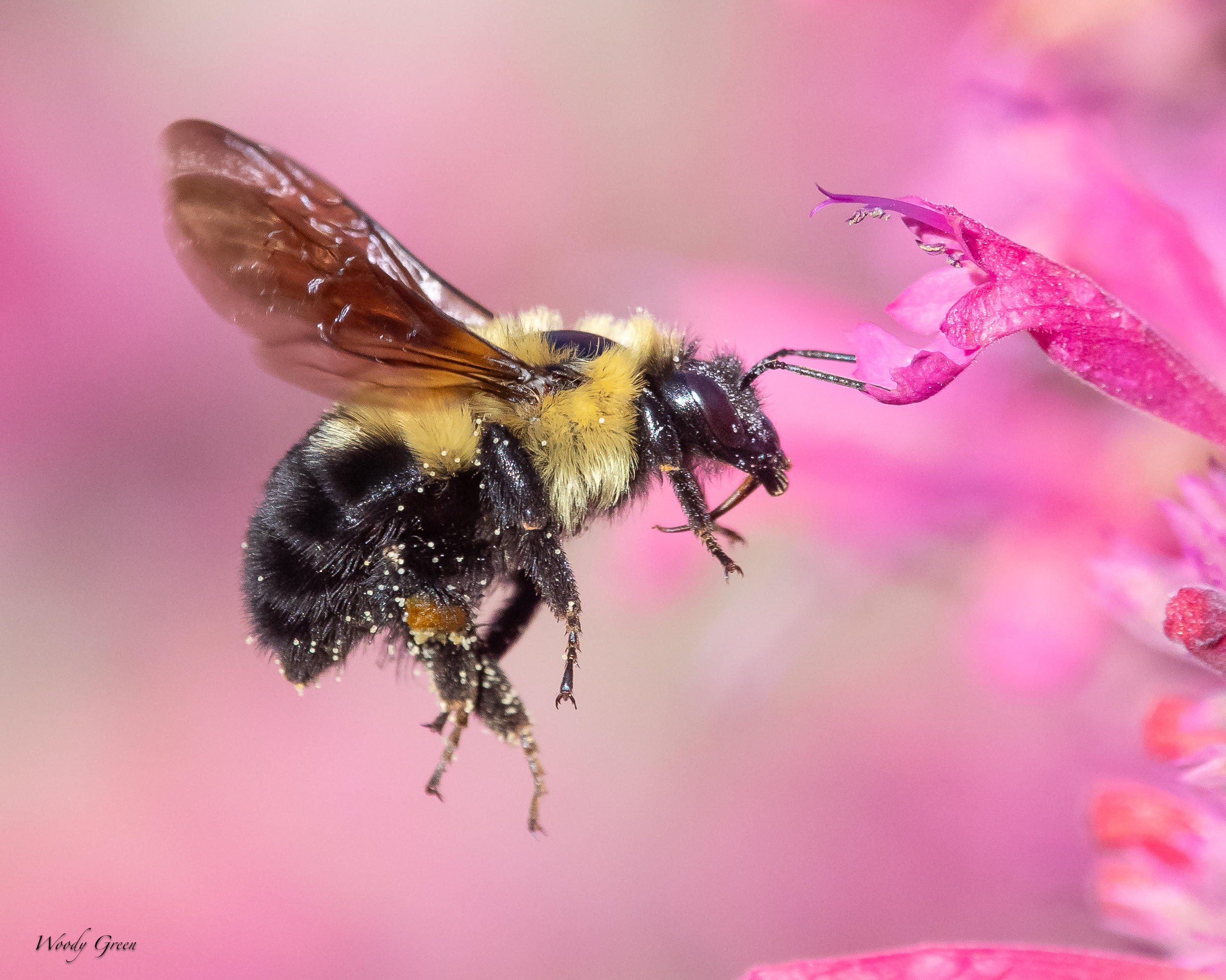BumblebeeFlower-97.jpg