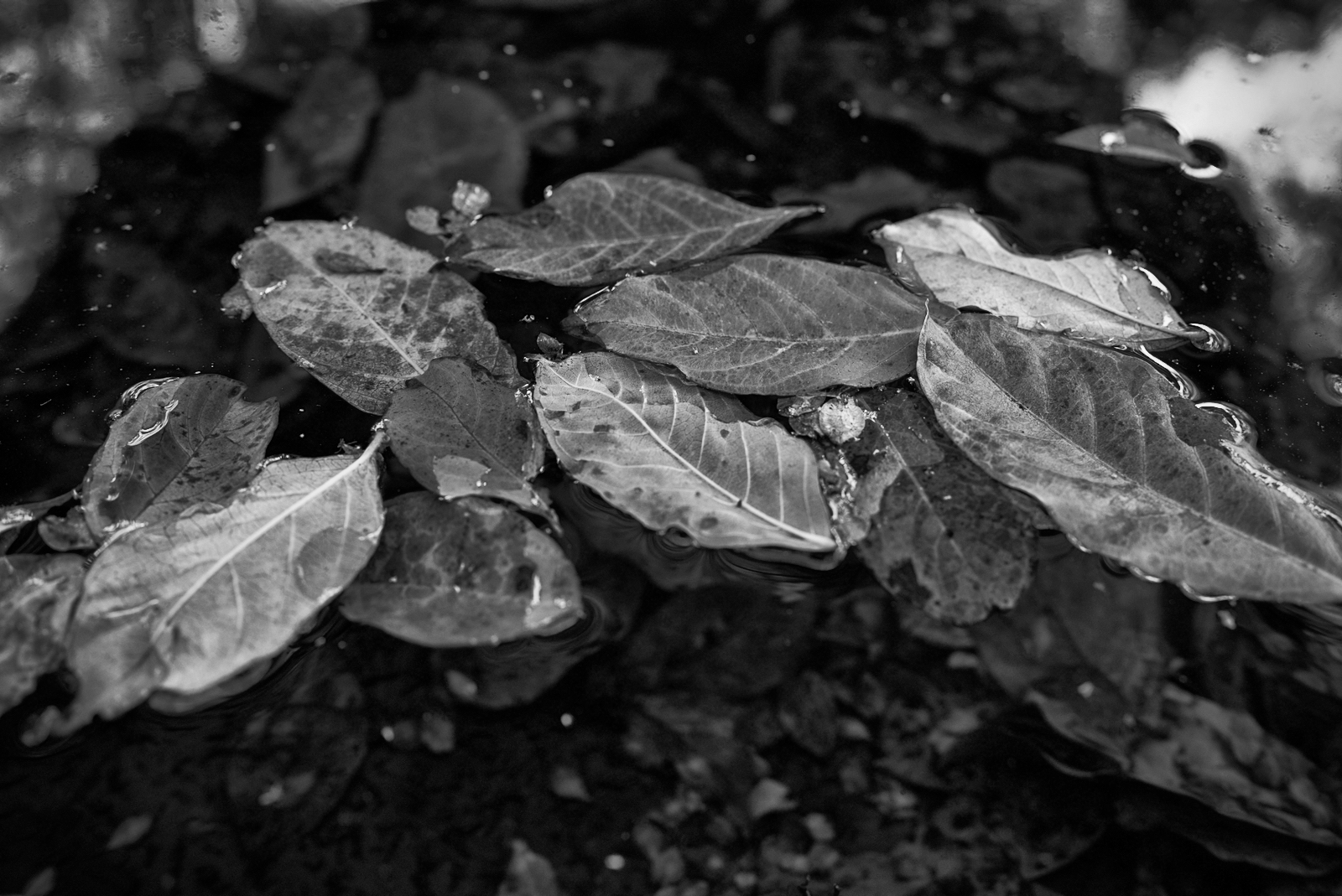 bunched leaves.JPG