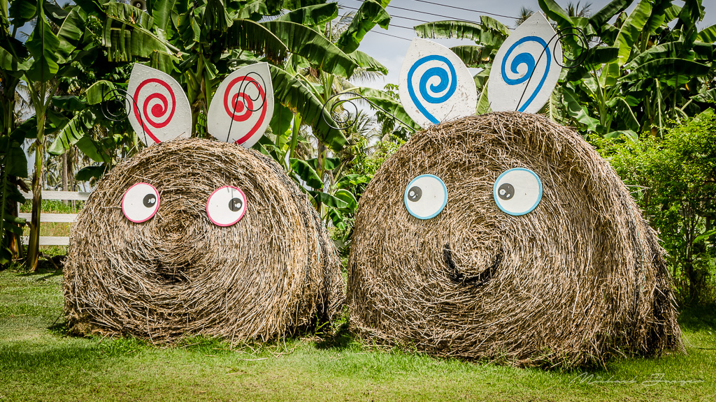 bunnies-1.jpg