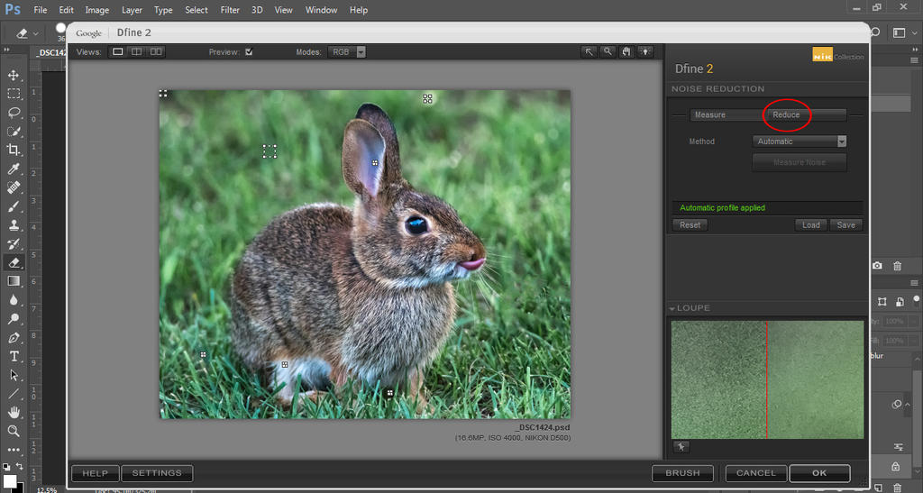 bunny 1.jpg