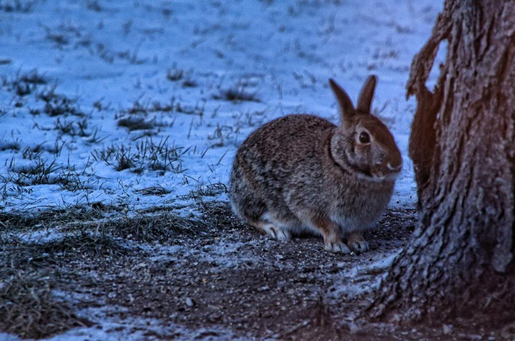 bunny 1200.jpg