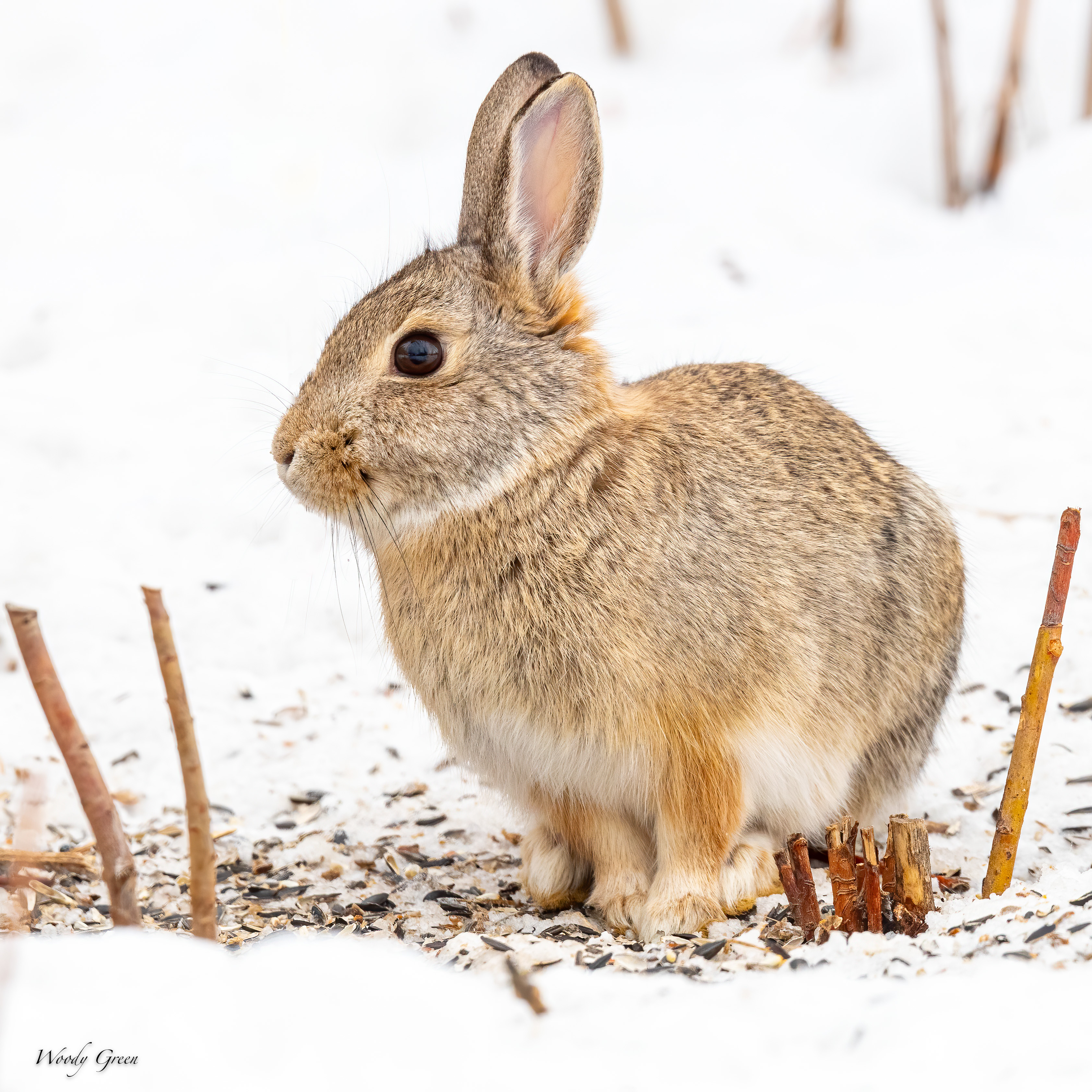Bunny-535.jpg