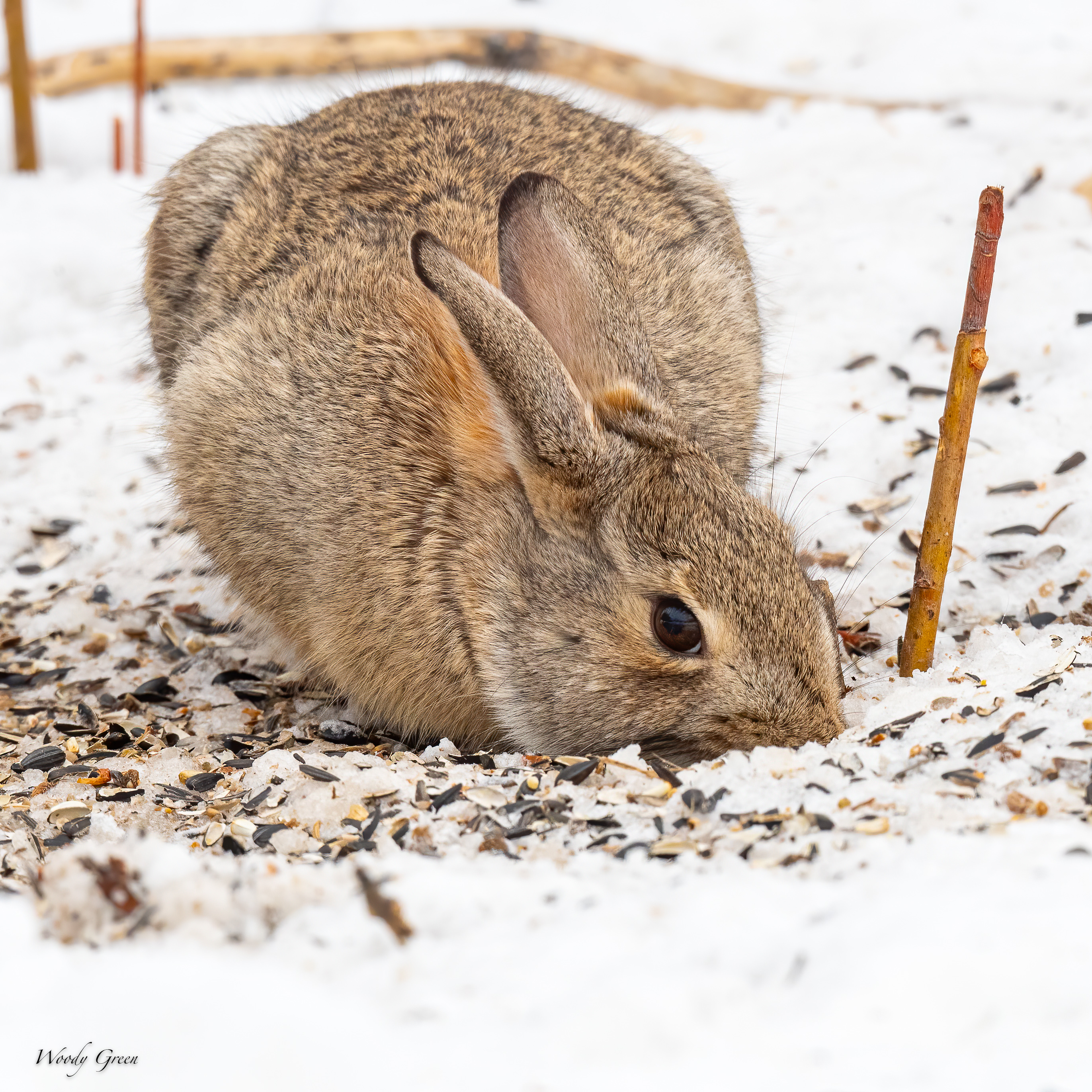 Bunny-536.jpg