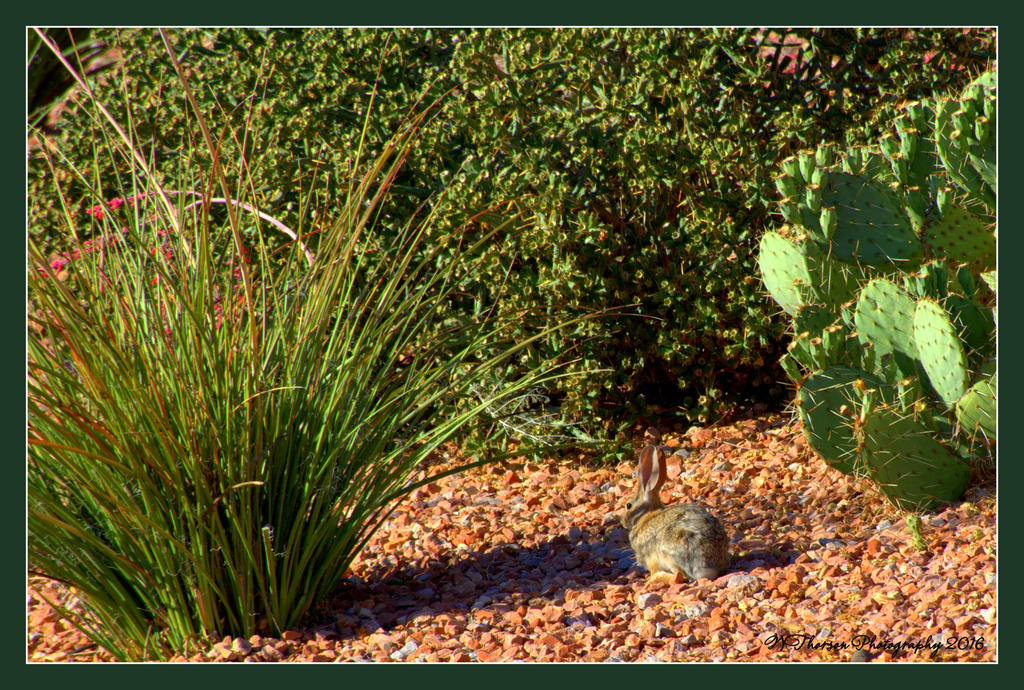 Bunny in the Cactus  6-15-2016.jpg
