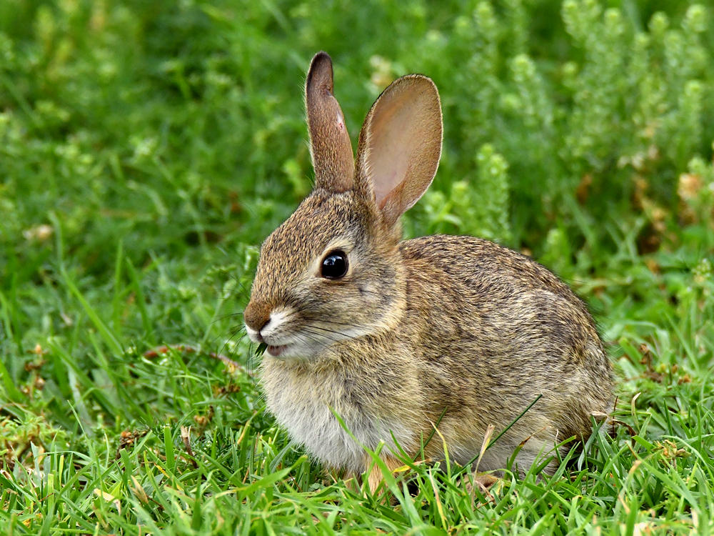 Bunny.jpg