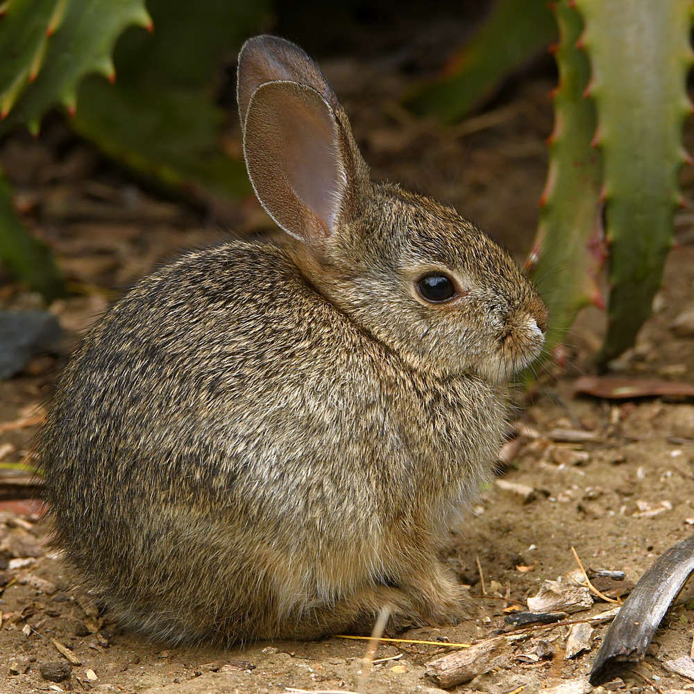 Bunny.jpg