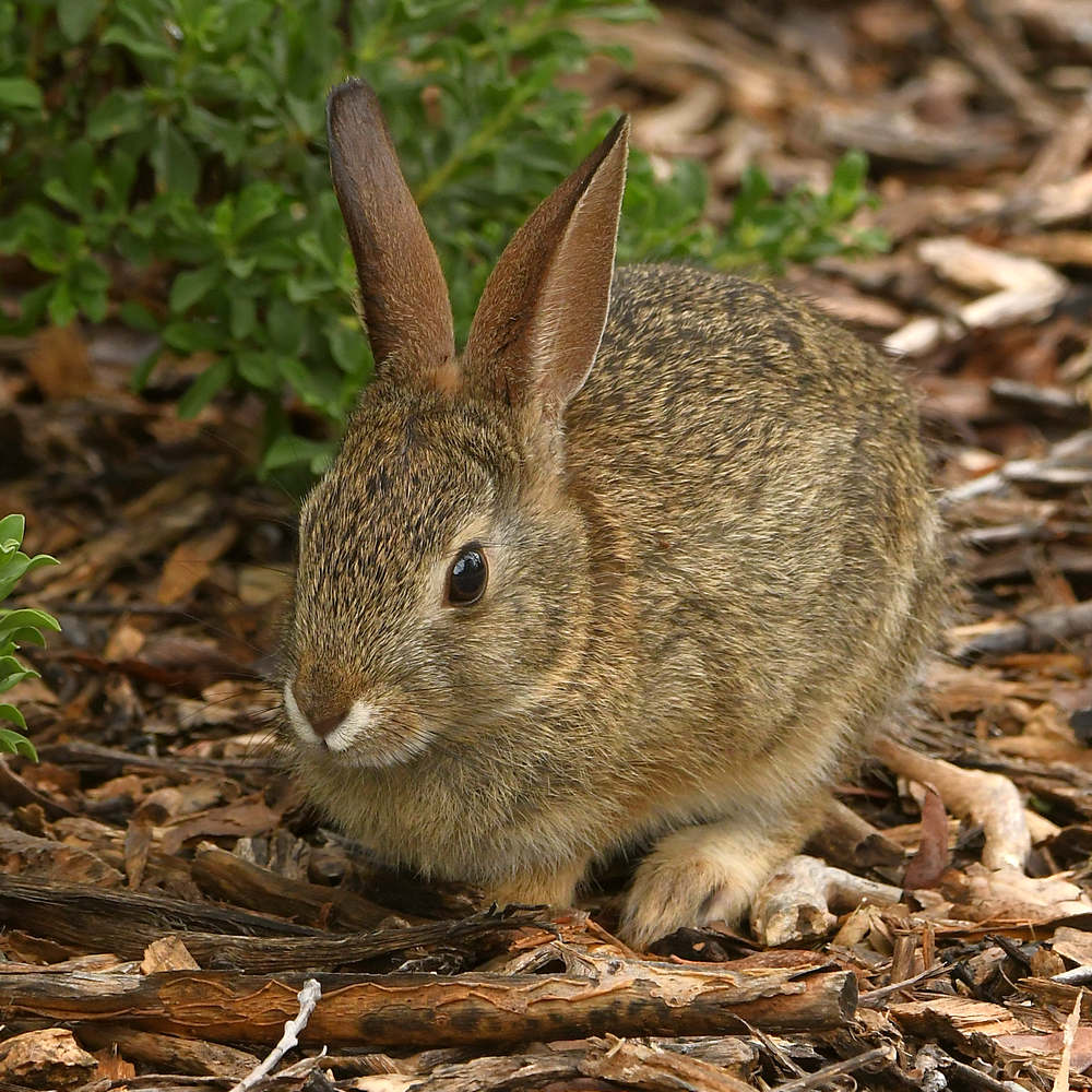 Bunny.jpg