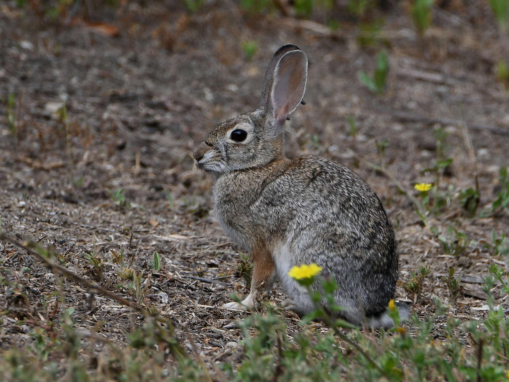 Bunny.jpg