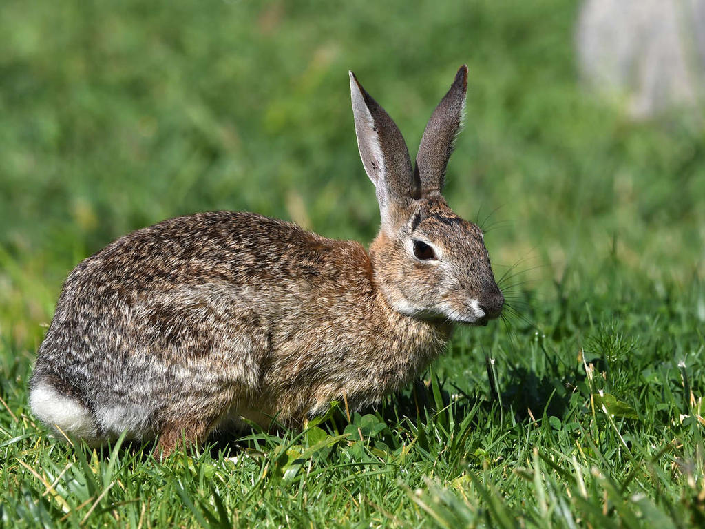 Bunny.jpg
