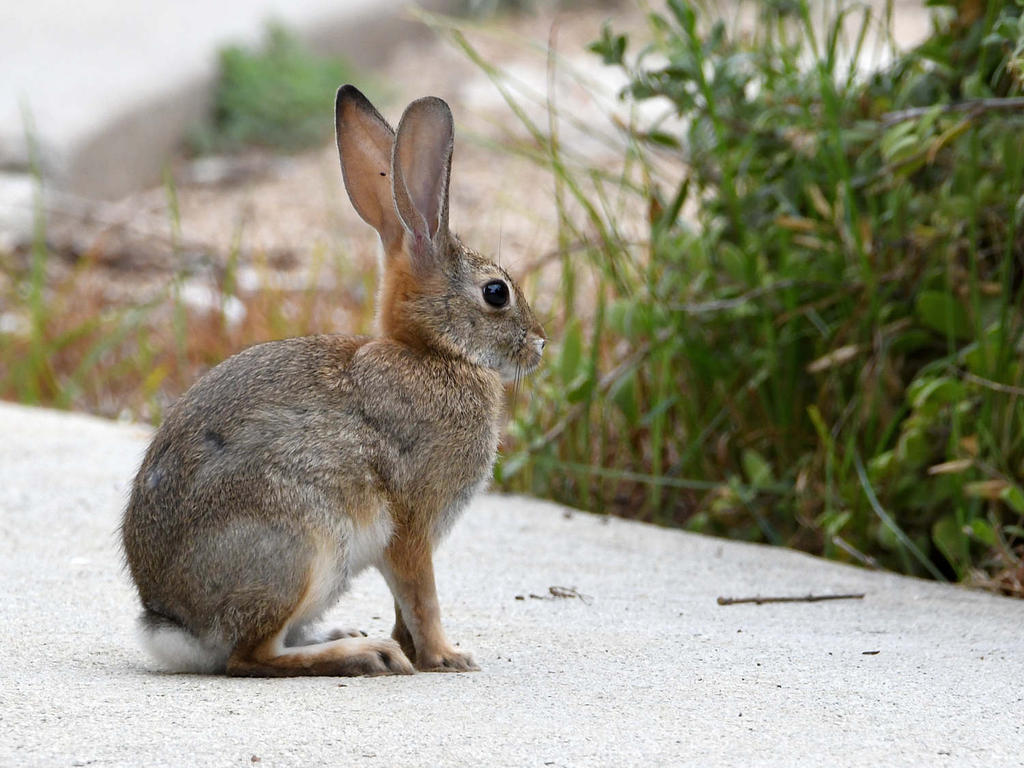 Bunny.jpg