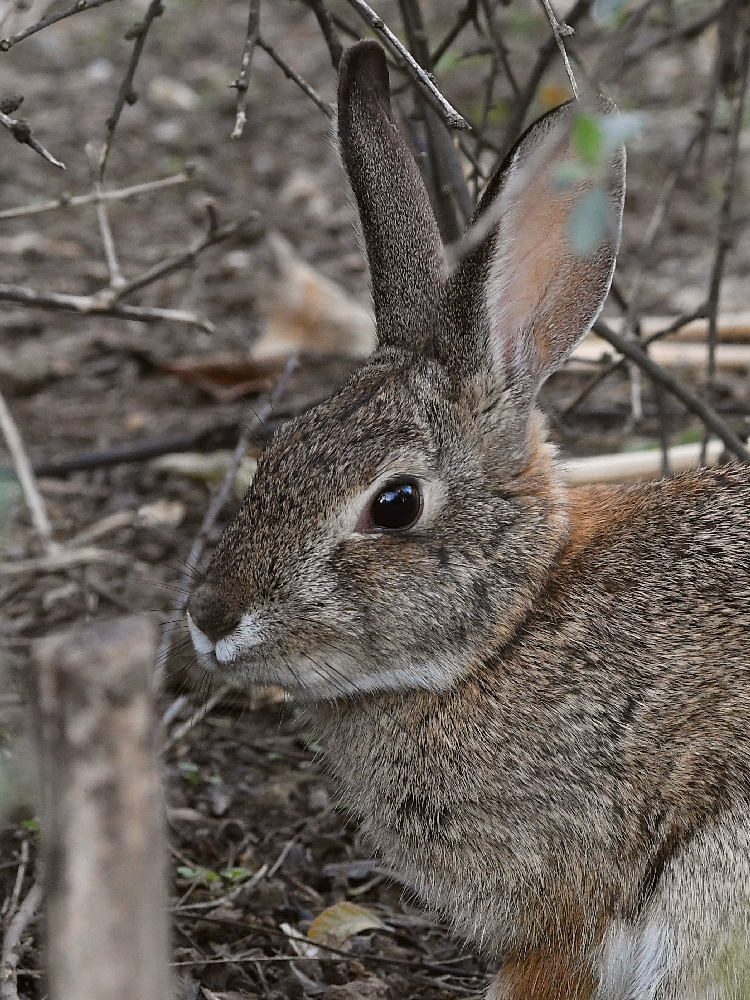 Bunny2.jpg