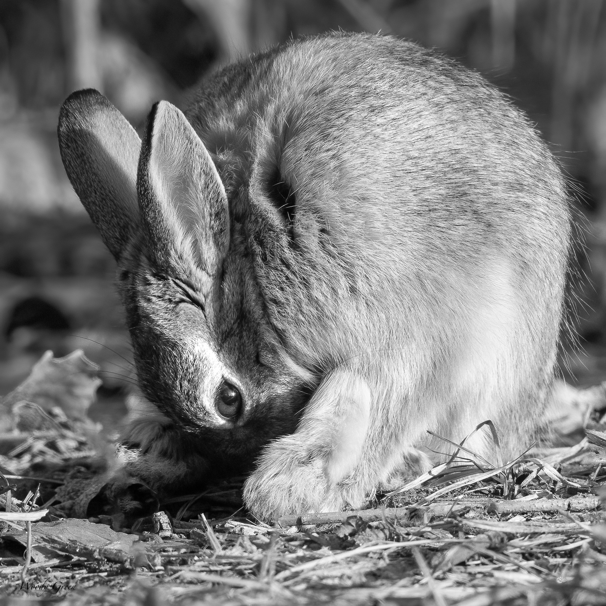 BunnyBW-250.jpg