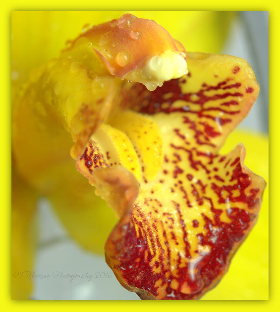 Burgundy and Yellow Orchid 3-15-2016.jpg