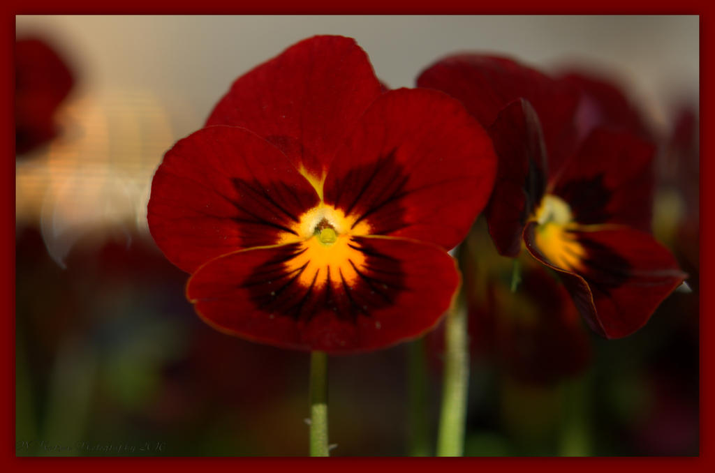 Burgundy Poppy with Sunset 4-3-2016.jpg
