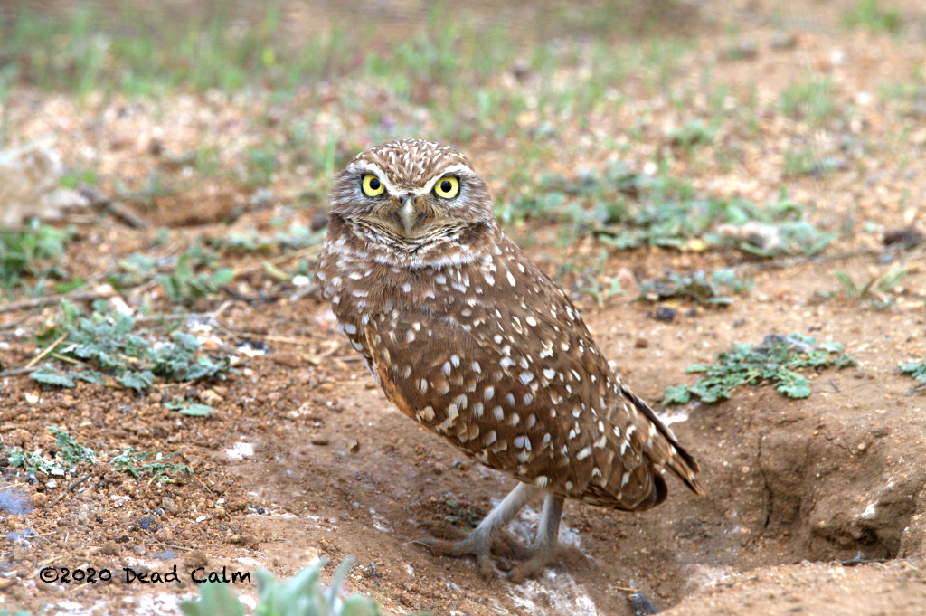 Burrowing Owl N HR 500_1862.jpg