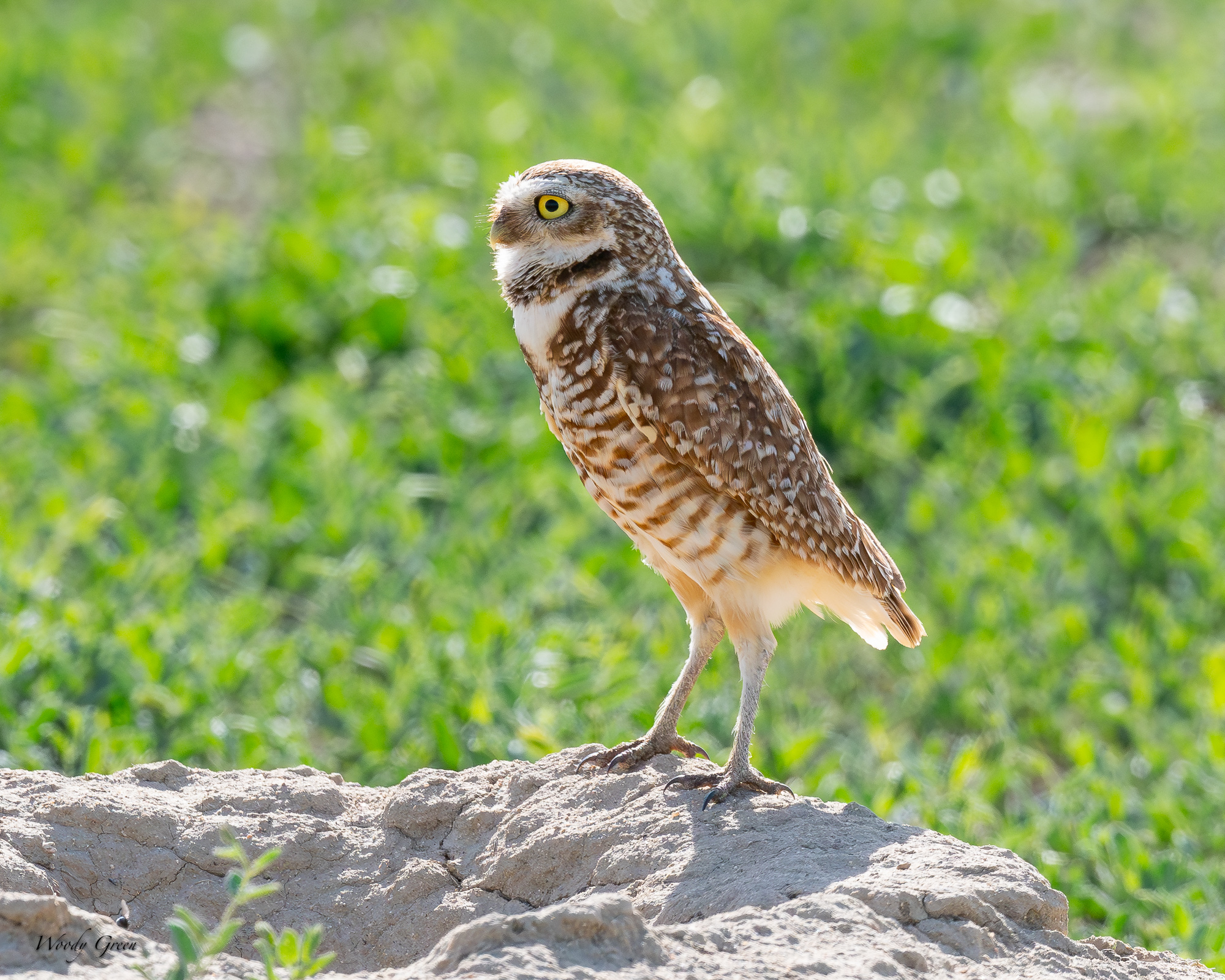 BurrowingOwl-667.jpg
