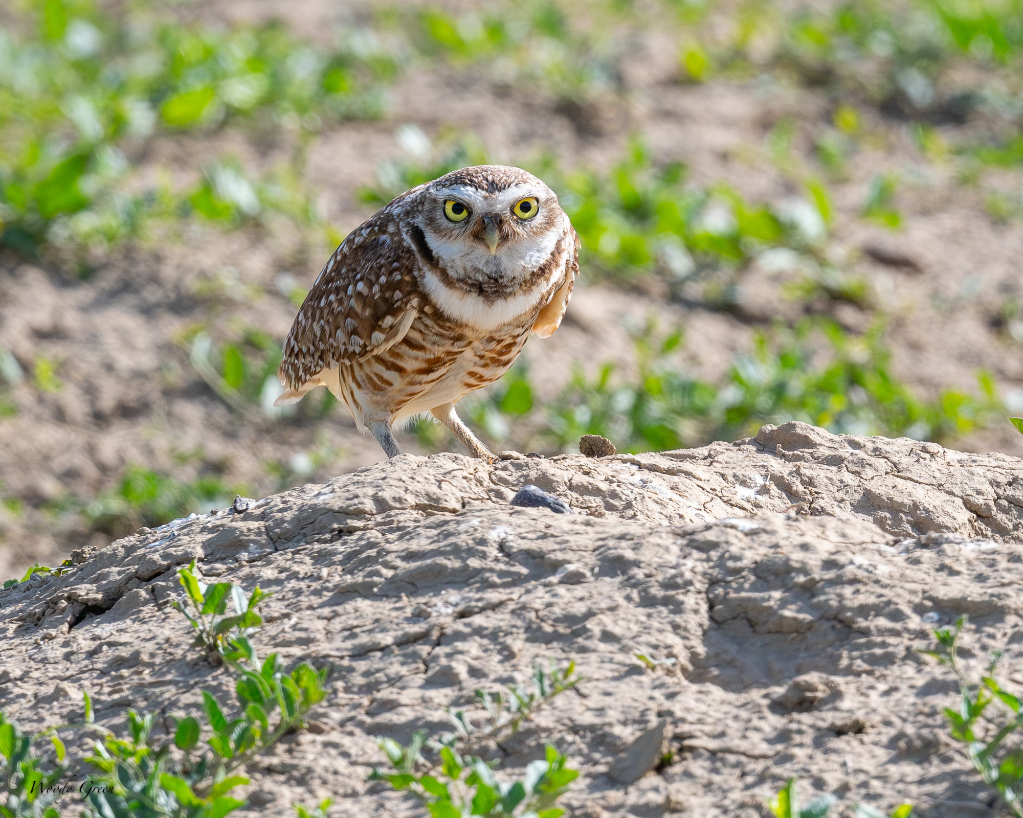 burrowingOwl-675.jpg