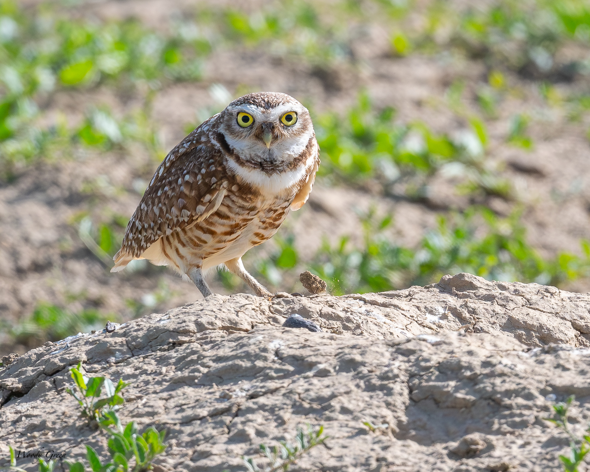 burrowingOwl-676.jpg