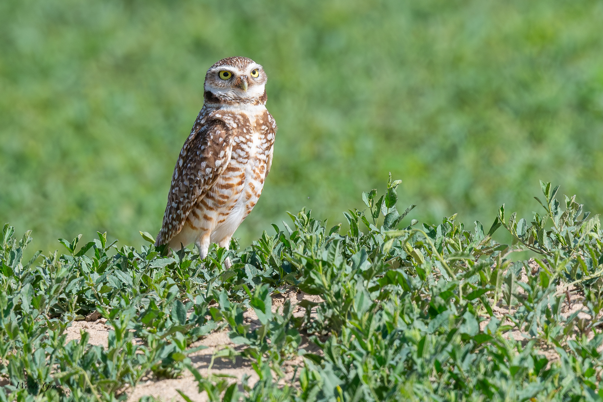 burrowingOwl-677.jpg