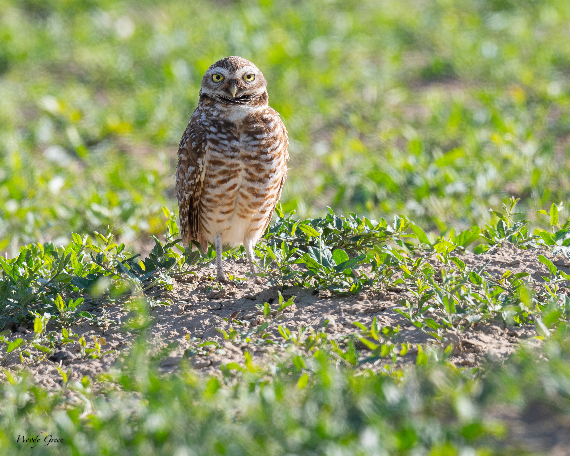 burrowingOwl-678.jpg