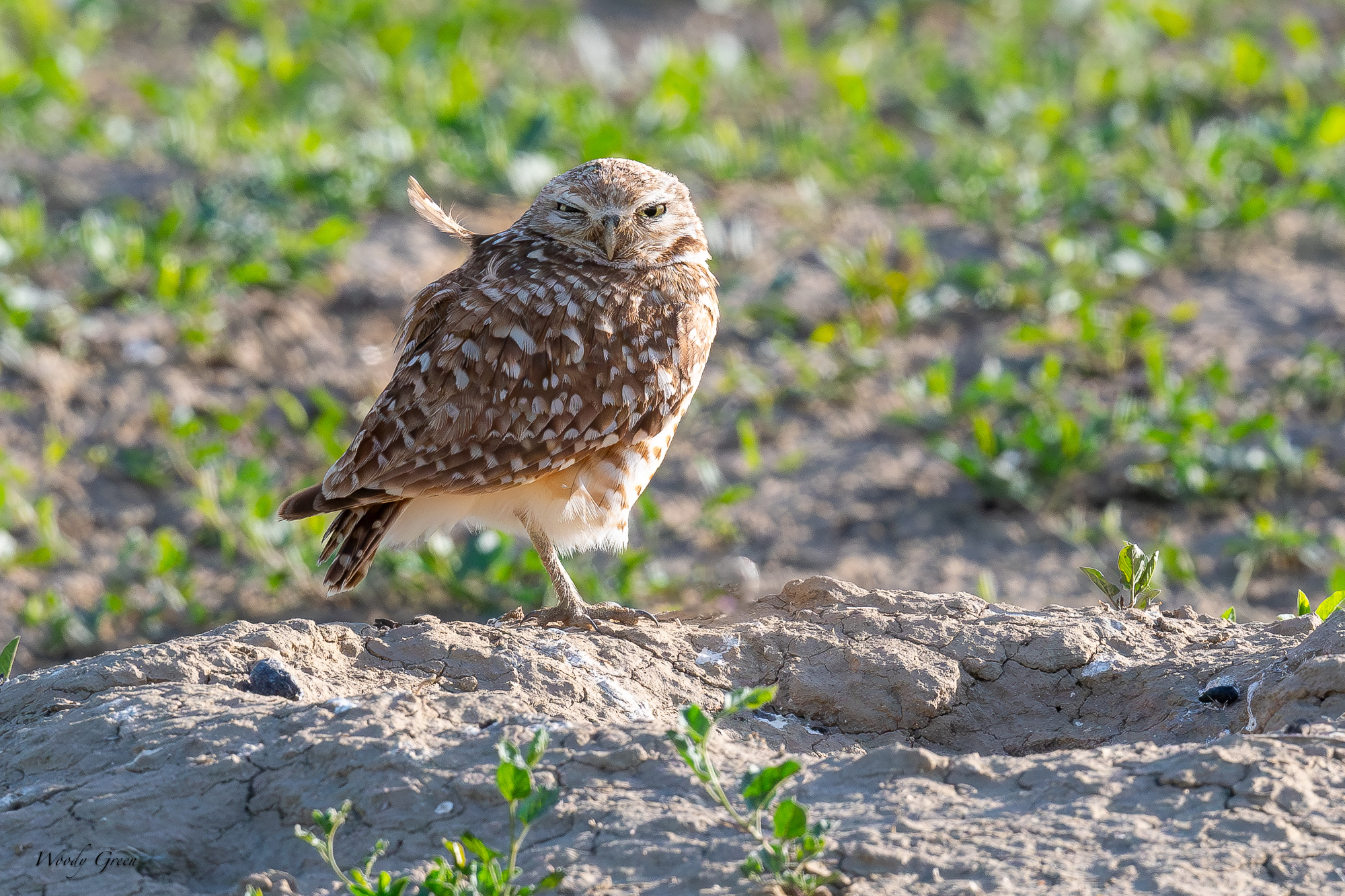 burrowingOwl-679.jpg