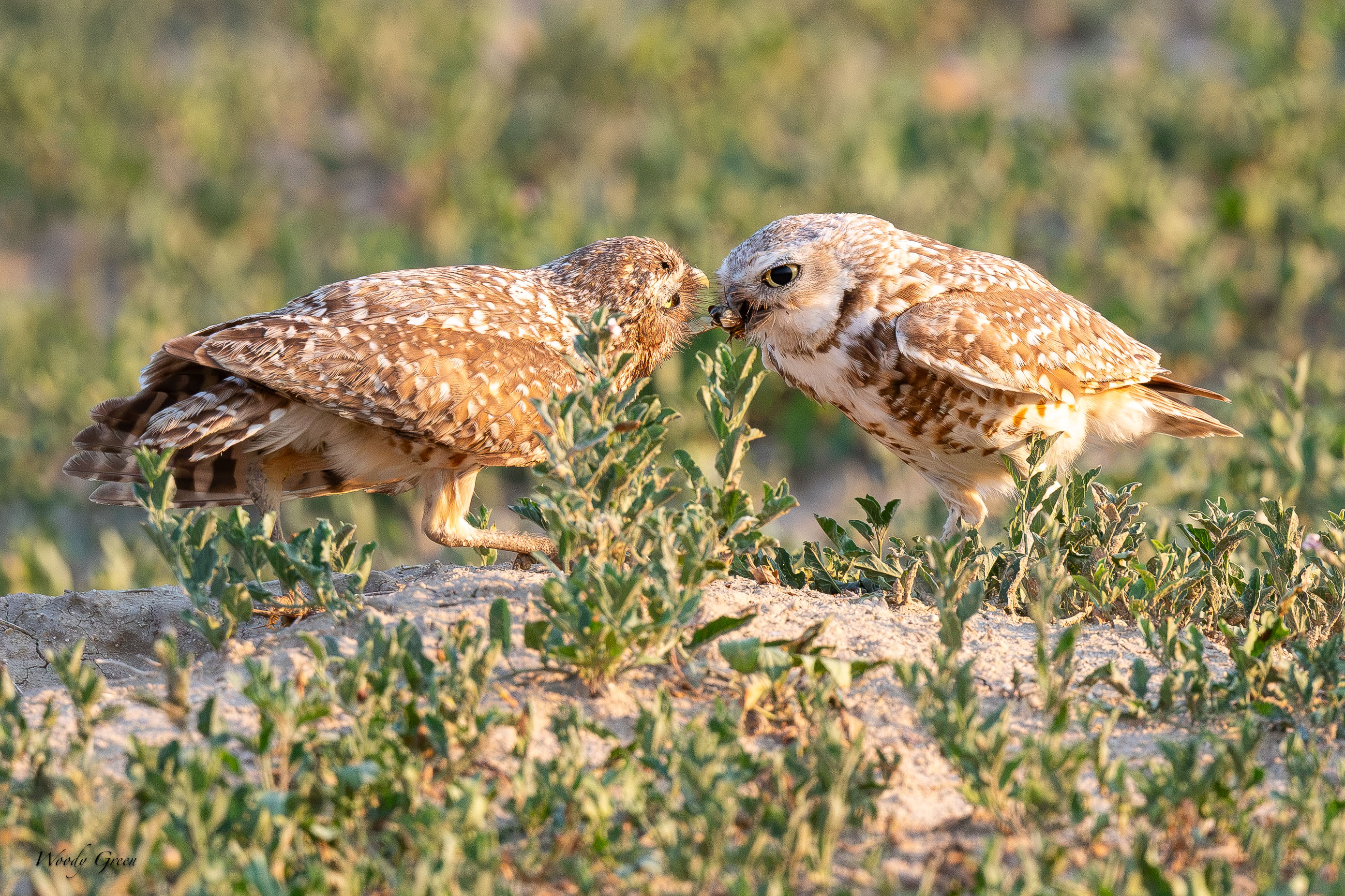 BurrowingOwlDelivery-690.jpg