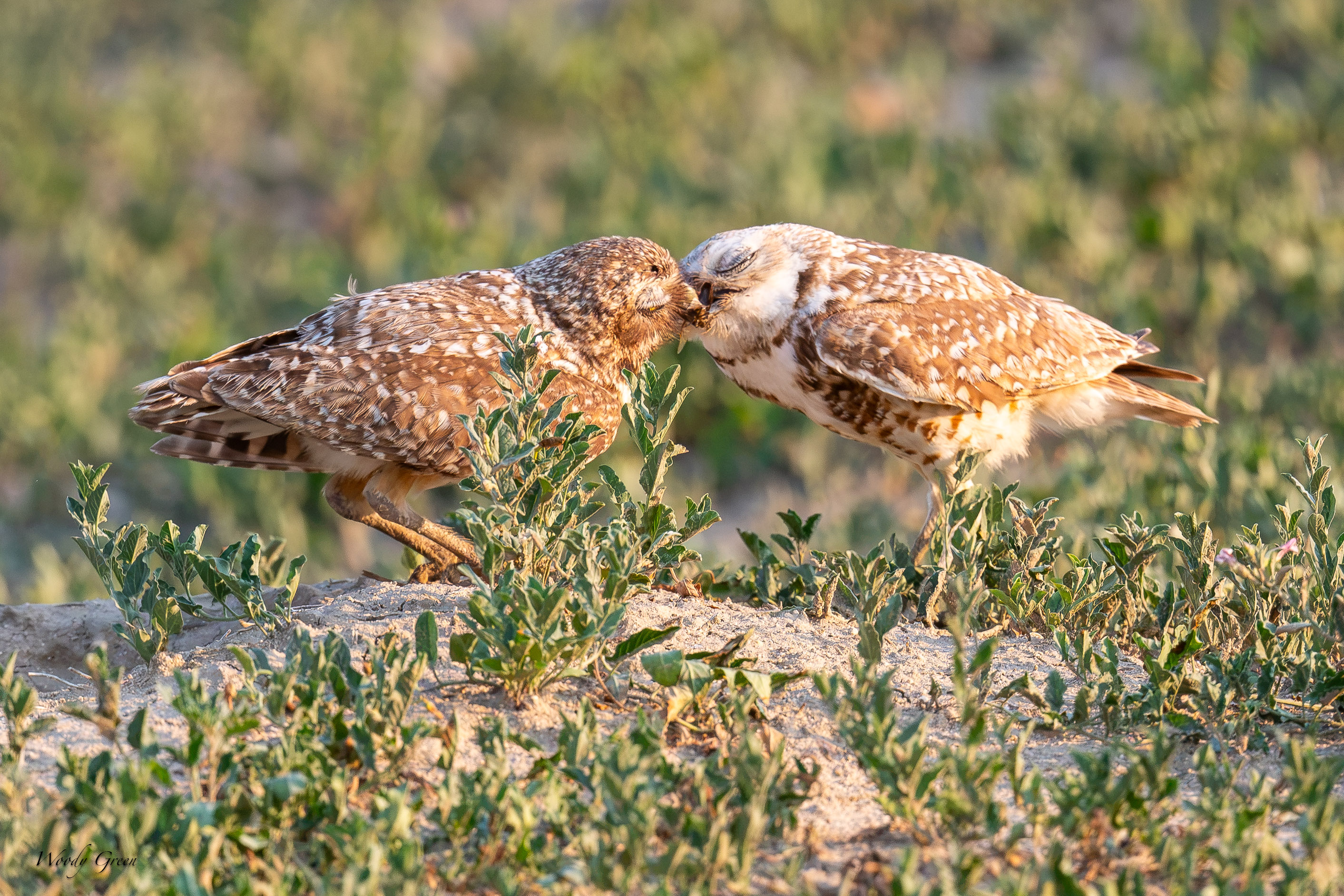 BurrowingOwlDelivery-691.jpg