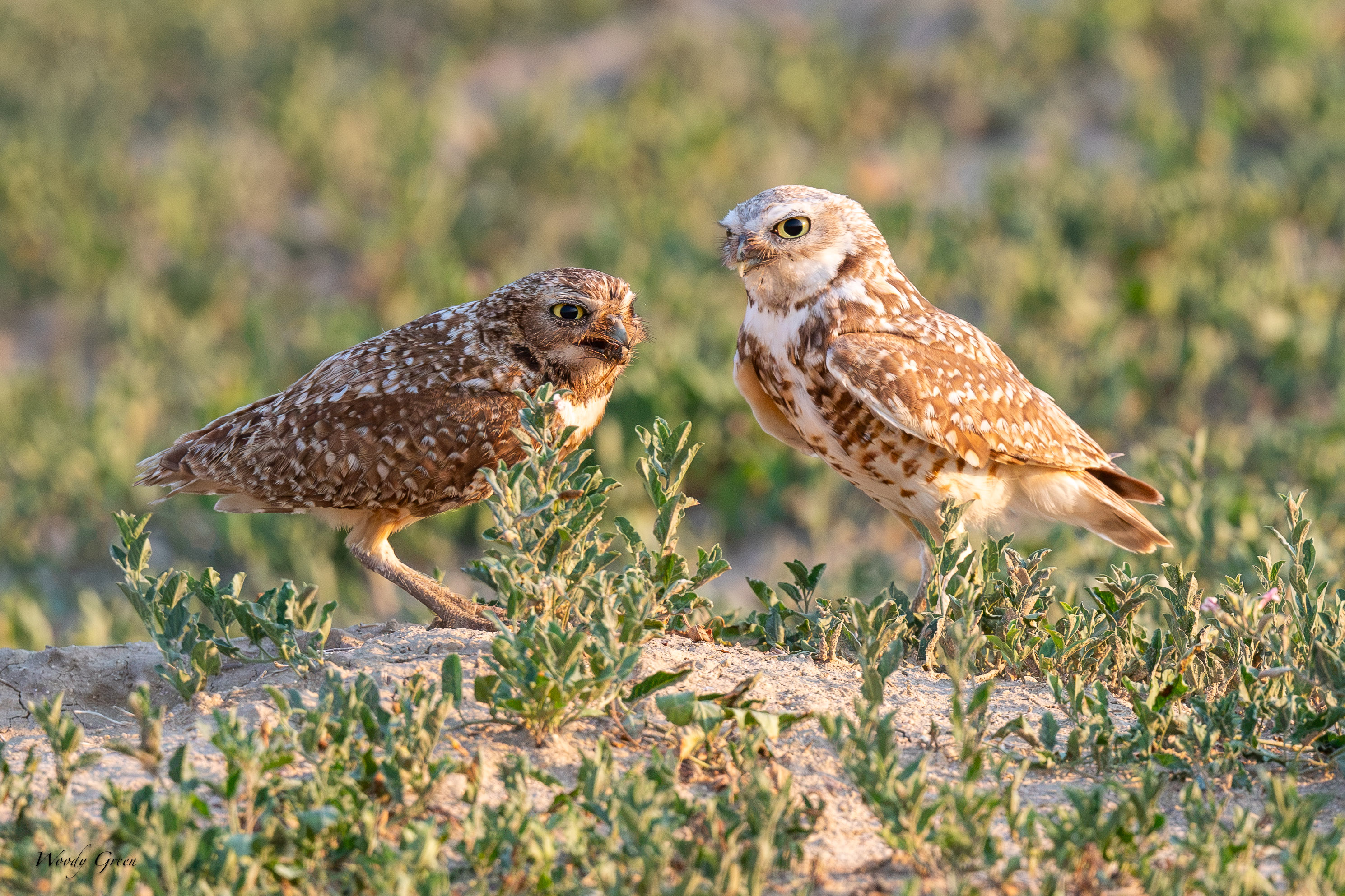 BurrowingOwlDelivery-692.jpg