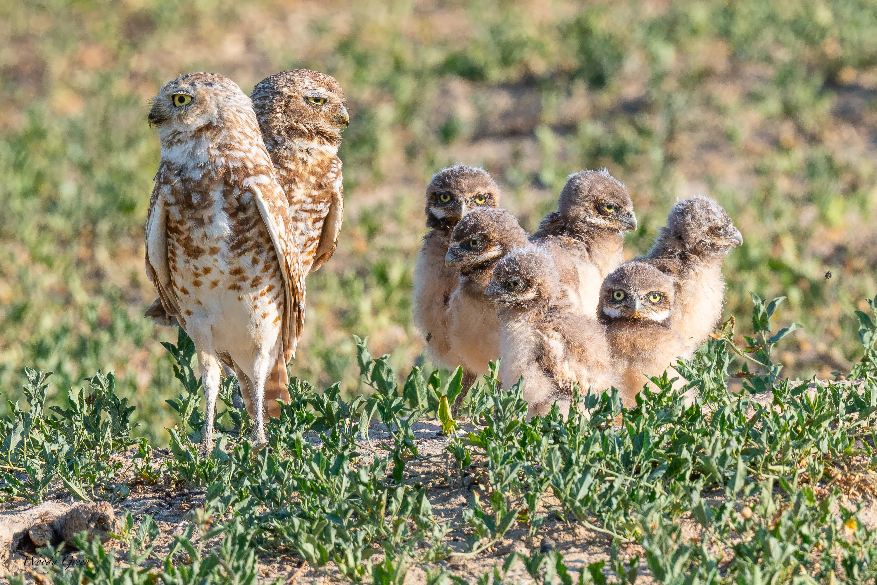 BurrowingOwlFamily-691.jpg