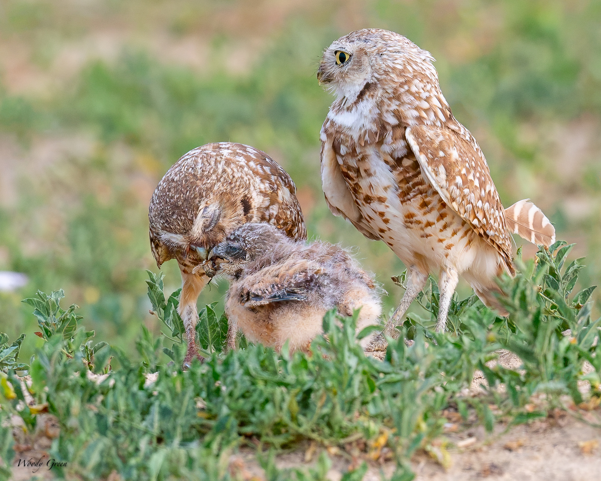 BurrowingOwlFeeding-691.jpg