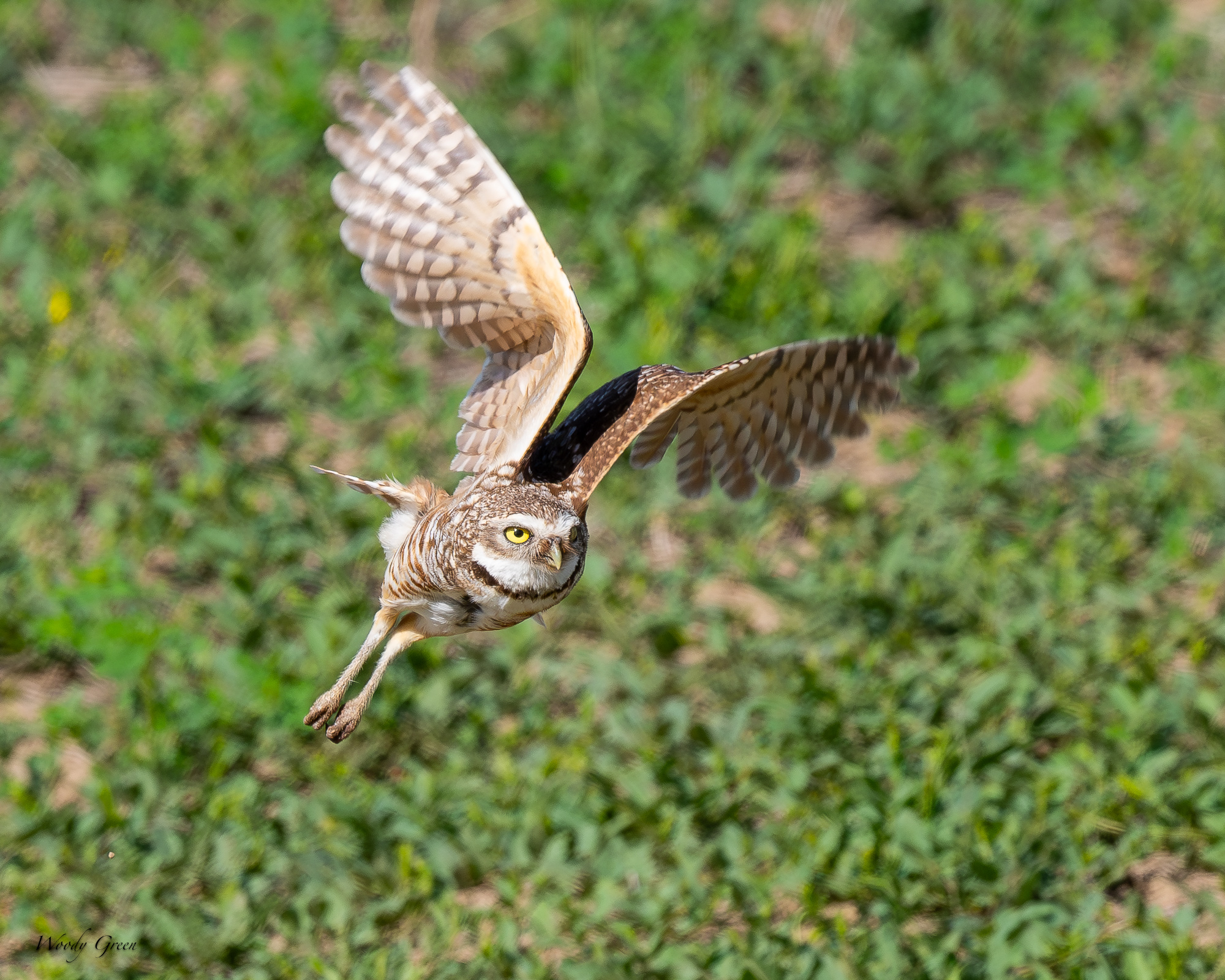 BurrowingOwlFlight-660.jpg
