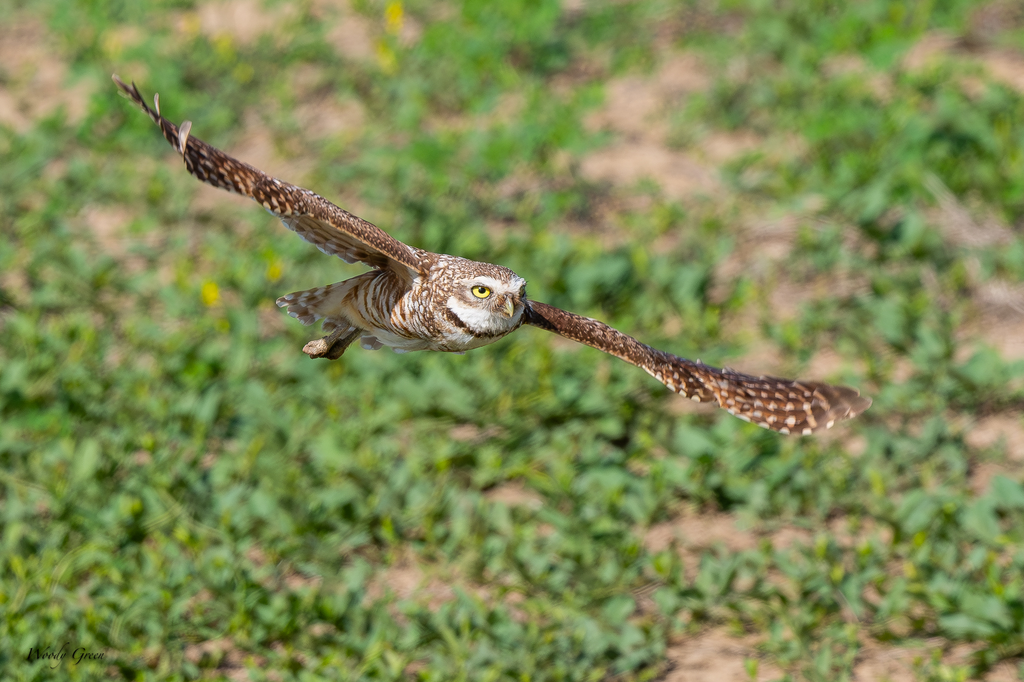 BurrowingOwlFlight-661.jpg