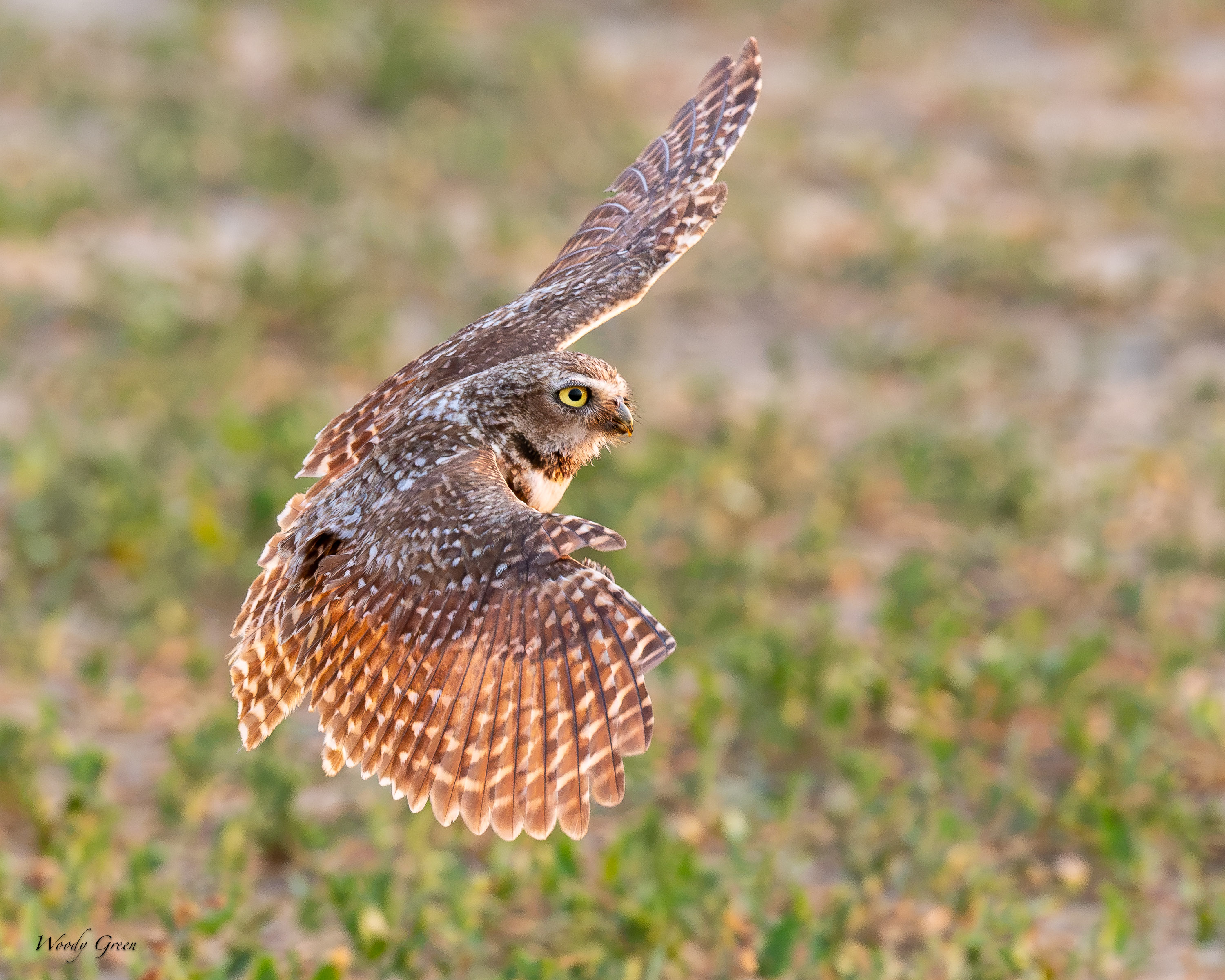 BurrowingOwlFlight-692.jpg
