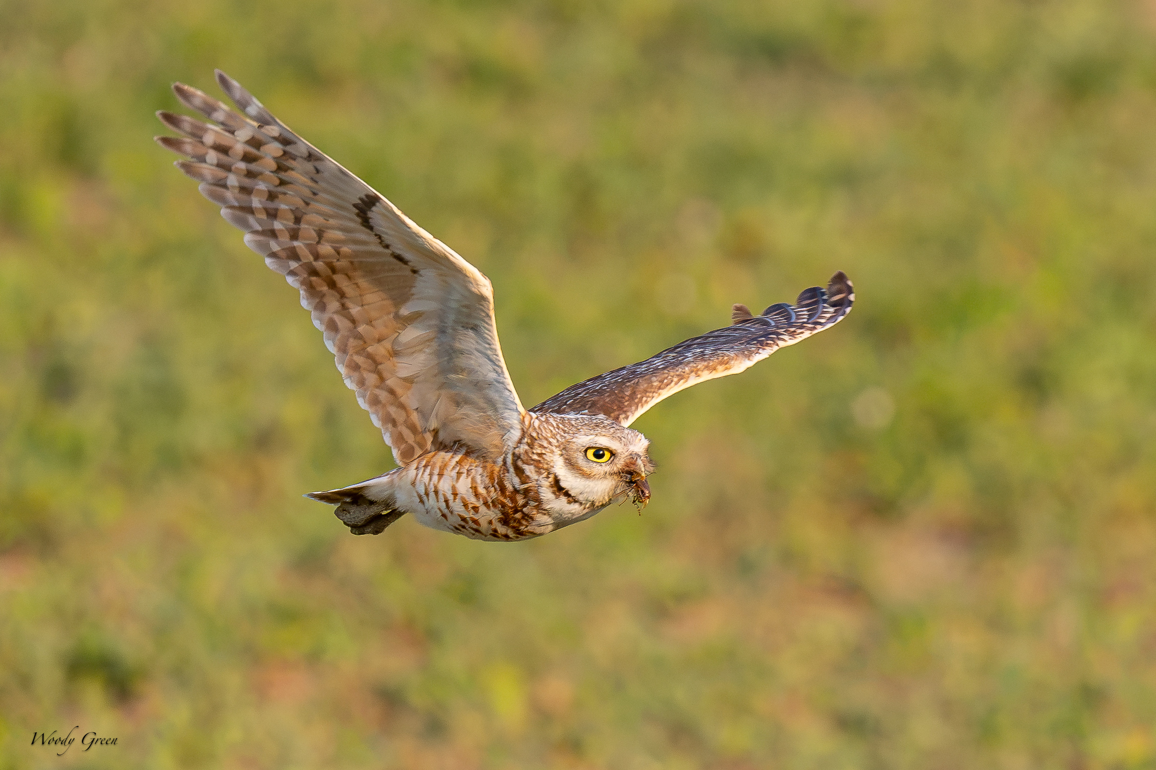 BurrowingOwlFlight-704.jpg