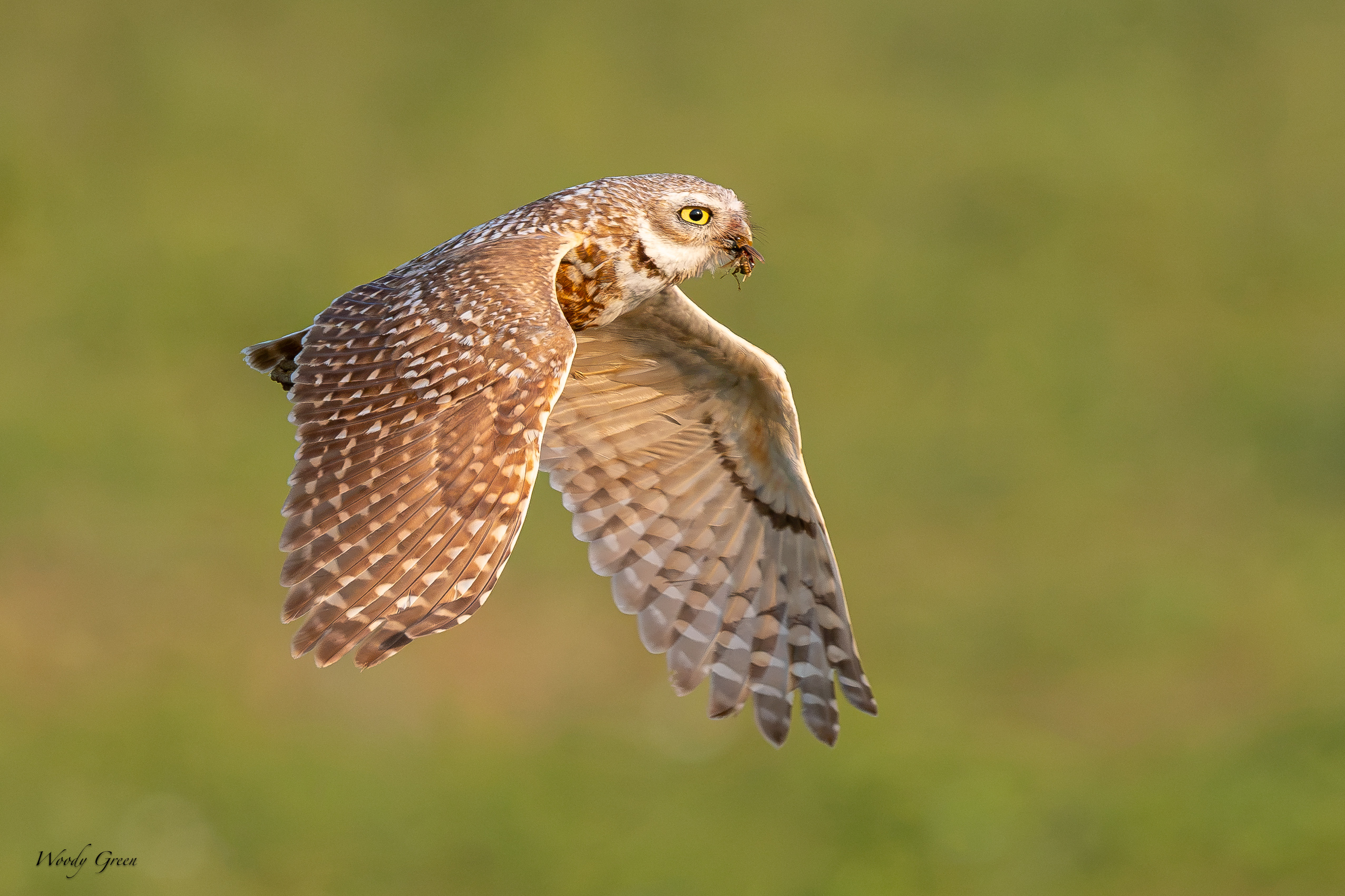 BurrowingOwlFlight-706.jpg