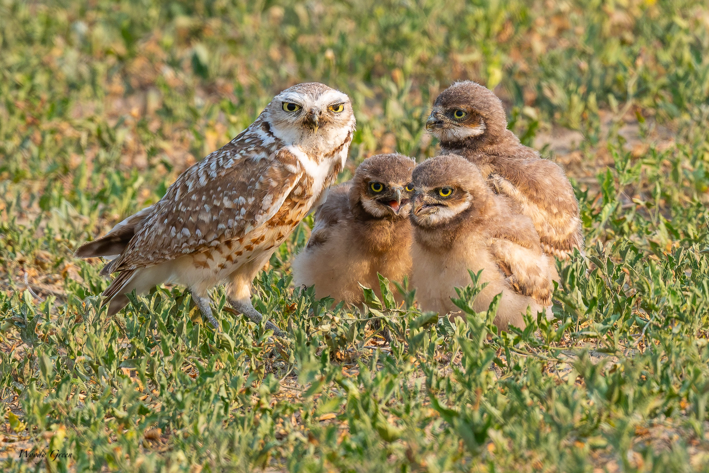 BurrowingOwlMDadKids-696.jpg