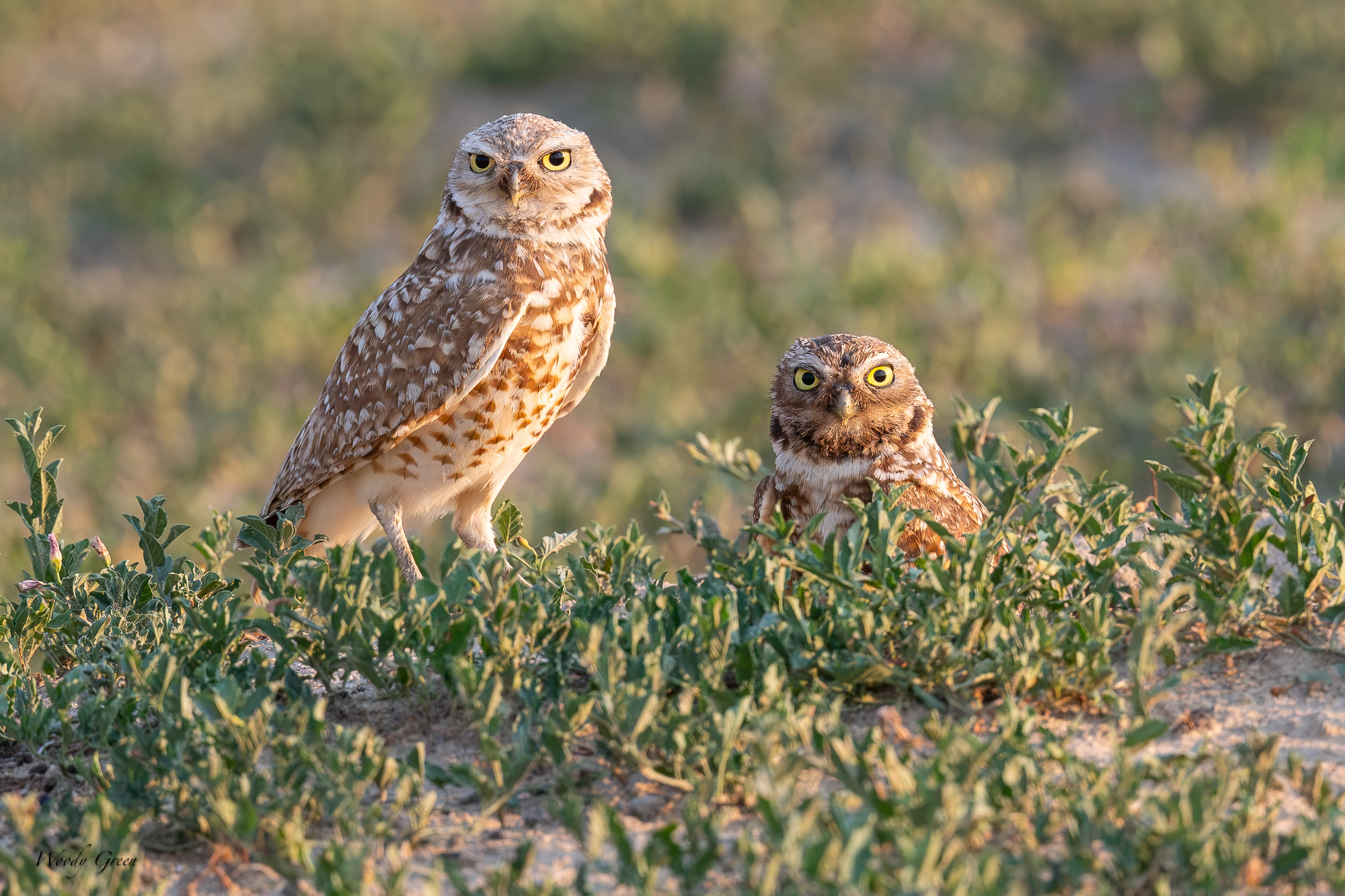 BurrowingOwlPair-688.jpg