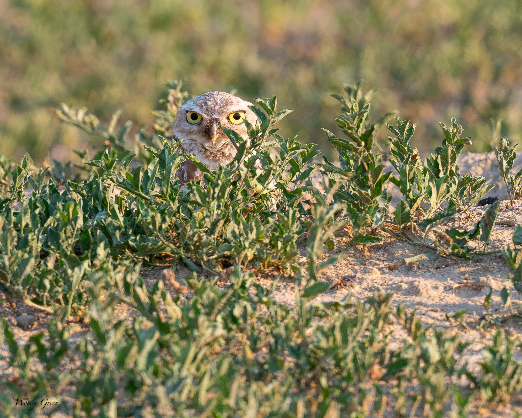 BurrowingOwlPeeping-688.jpg