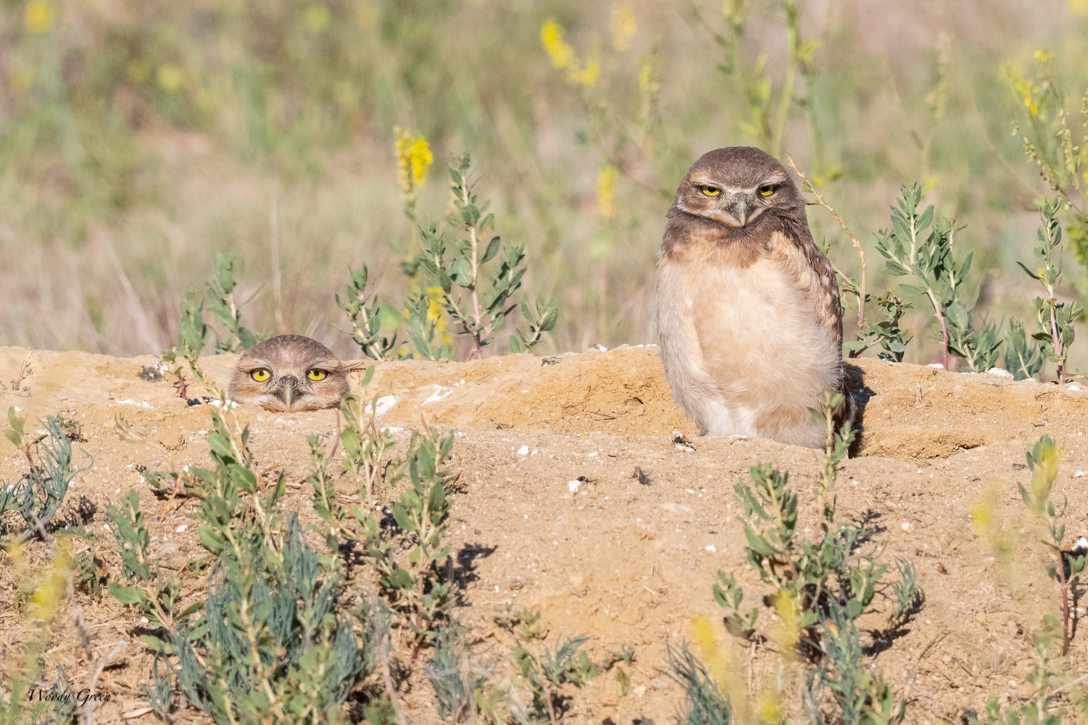 BurrowingOwls-62.jpg