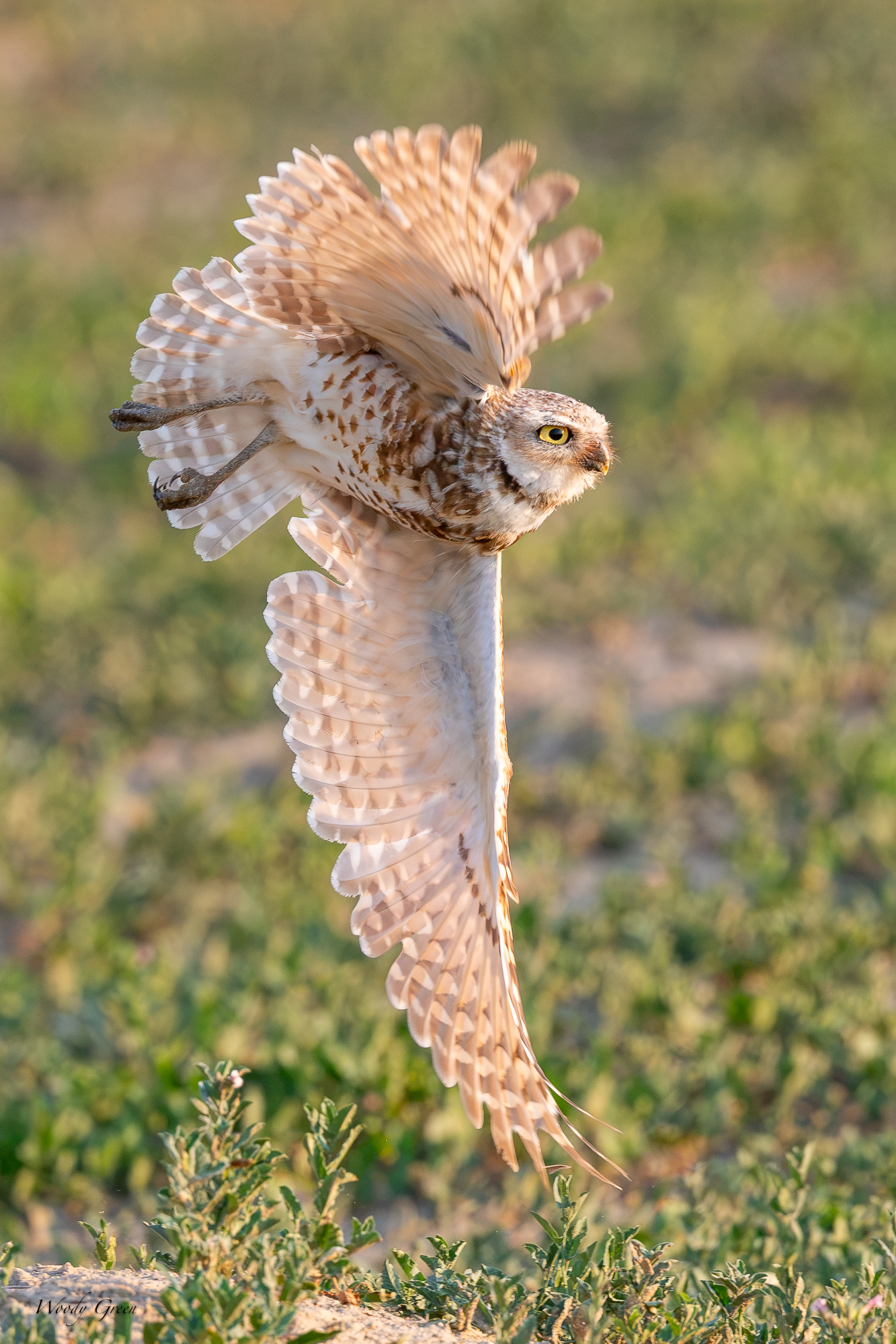 BurrowingOwlTurn-688.jpg