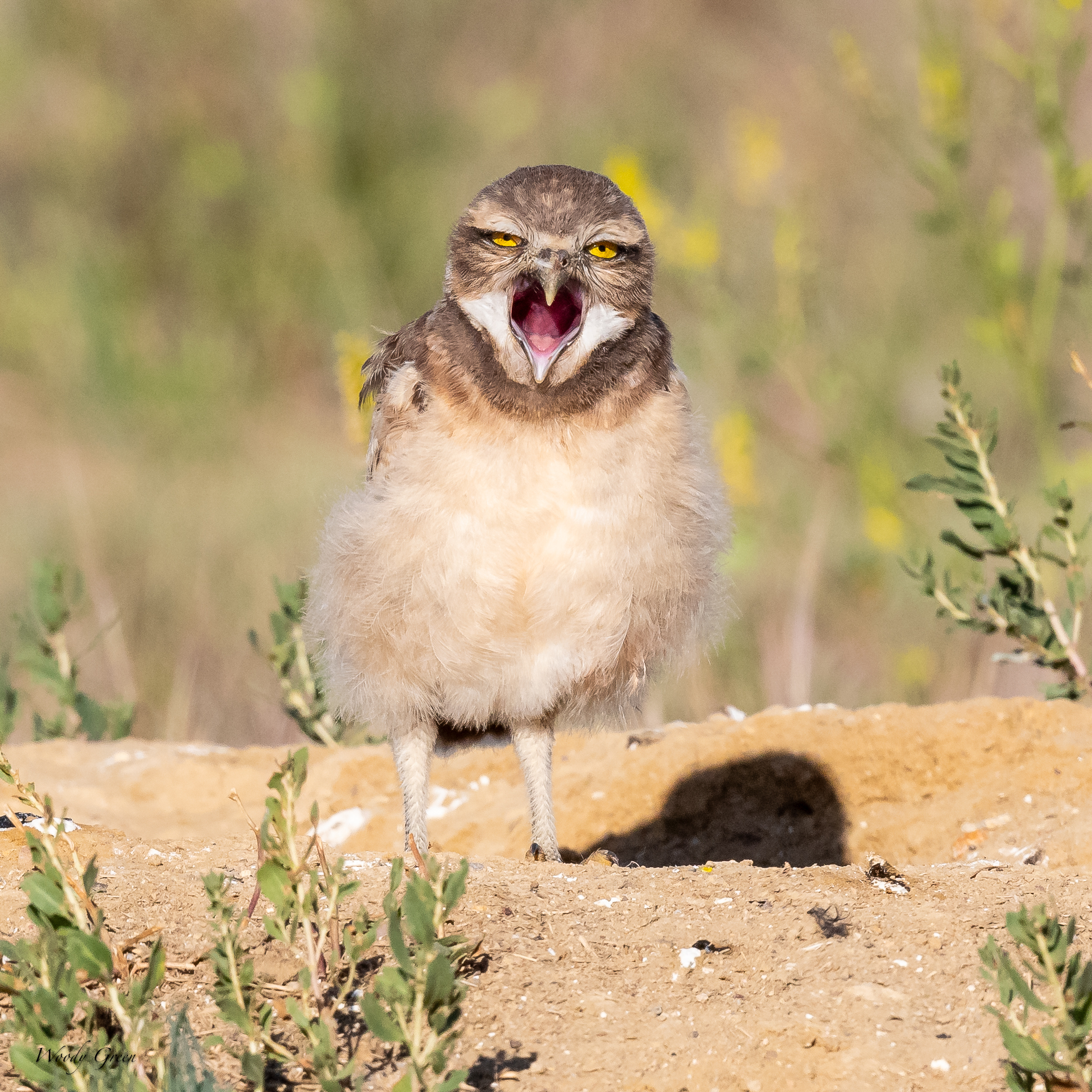 BurrowingOwlYawn-48.jpg
