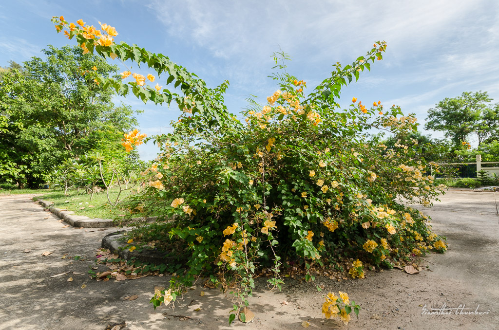 bush-1.jpg