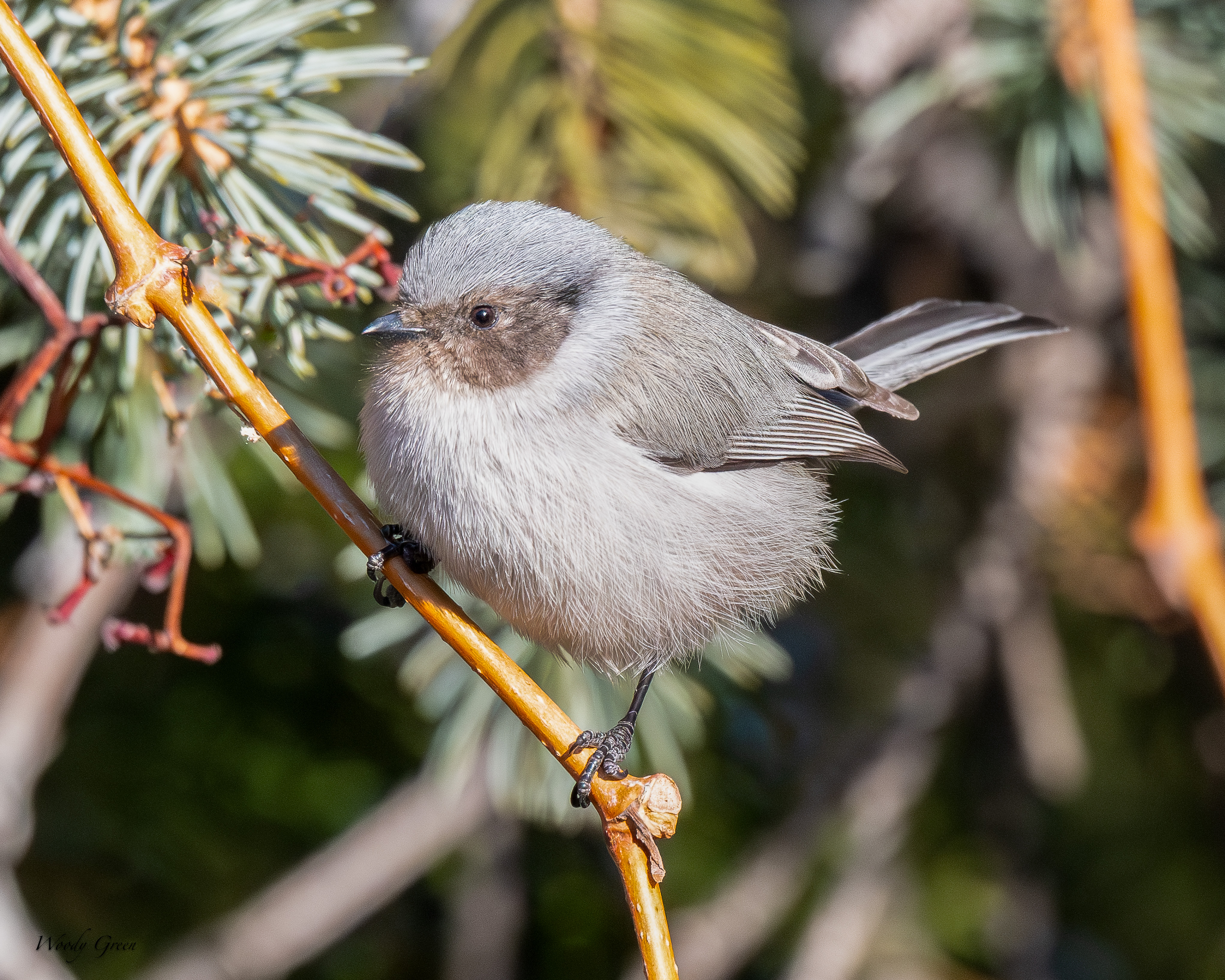 Bushtit-170.jpg