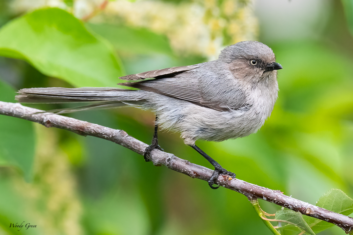 Bushtit-636.jpg