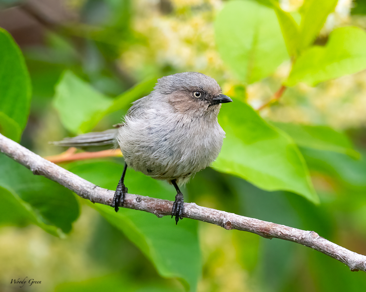 Bushtit-637.jpg