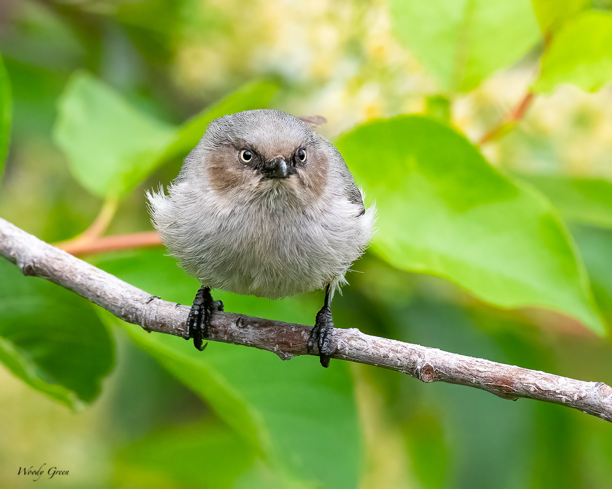 Bushtit-638.jpg